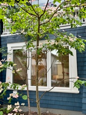 Unique Kitsilano Homes