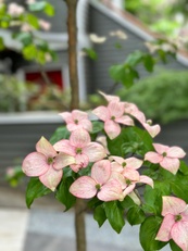 Unique Kitsilano Homes