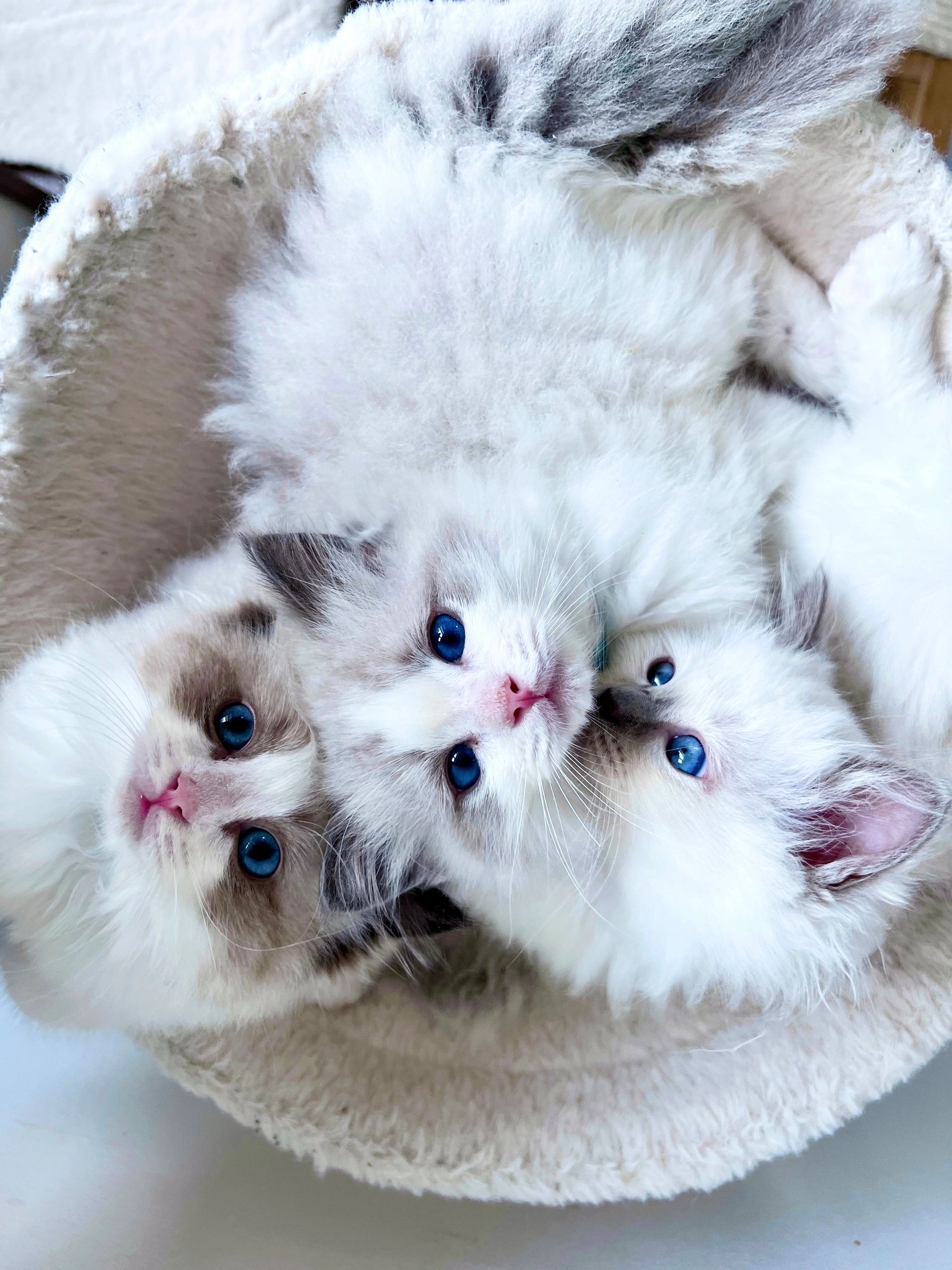 Kitten Lounge Purrr Cafe