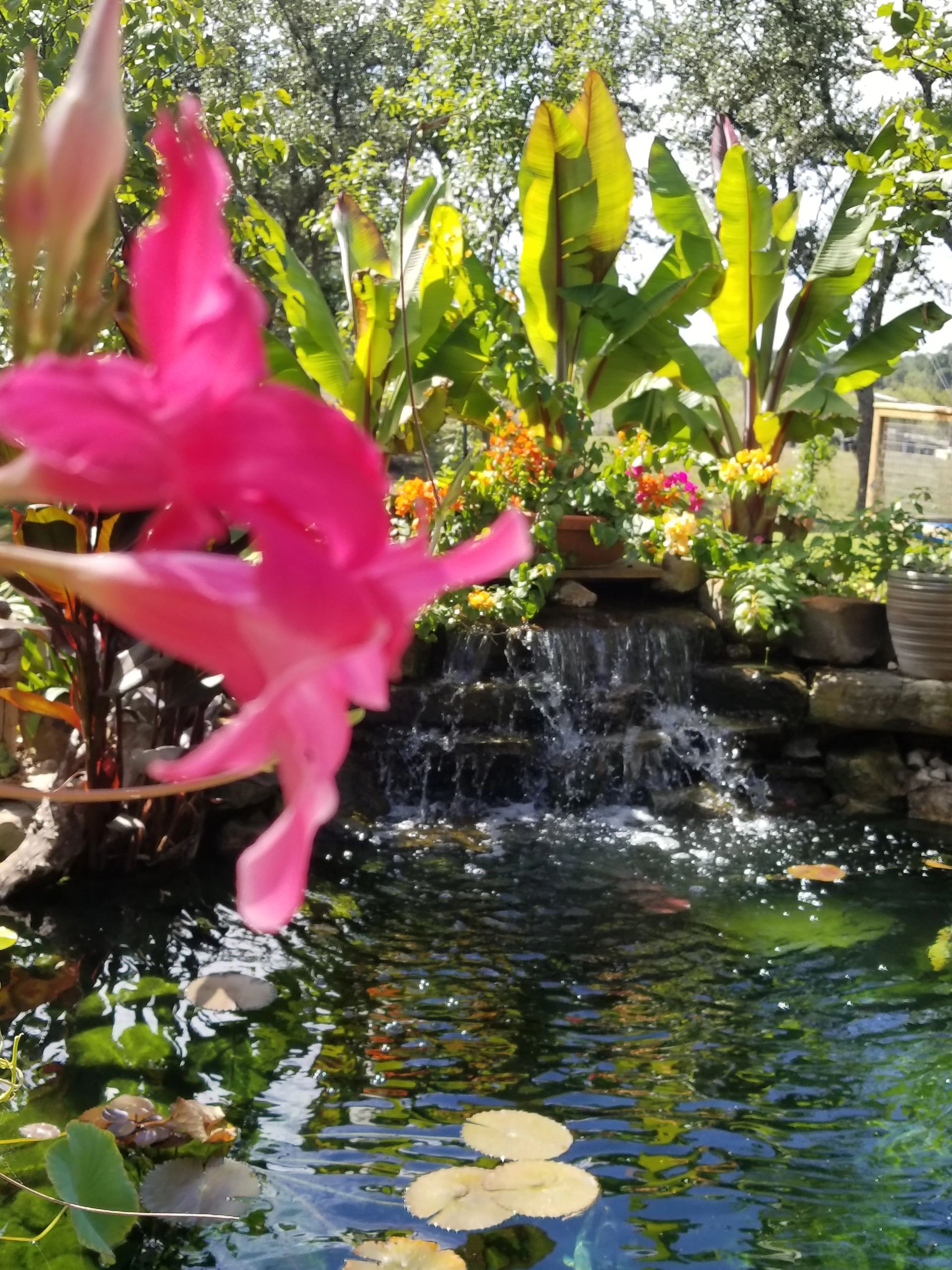 pond installation san antonio, koi ponds san antonio, pond maintenance san antonio