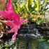 pond installation san antonio, koi ponds san antonio, pond maintenance san antonio