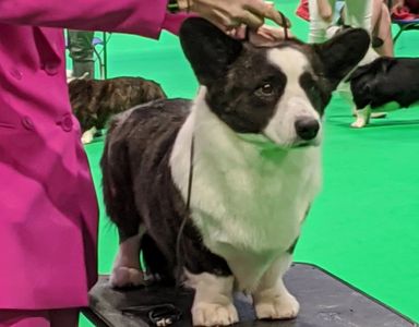 Ziggy at Crufts 2020