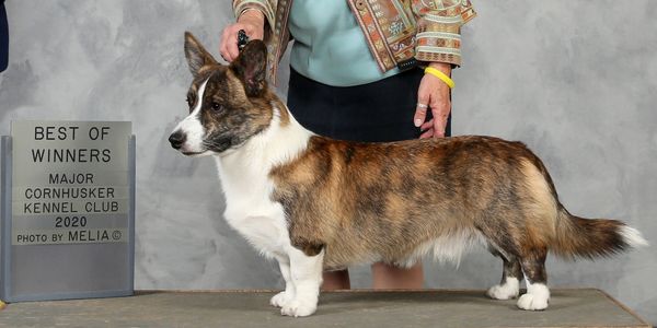 Blu Skyy Cardigan Welsh Corgis Champion Breeder