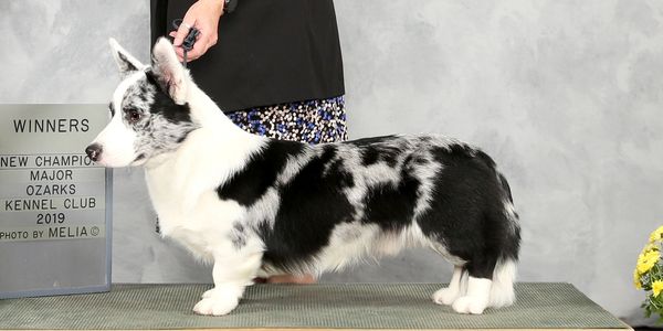 Blu Skyy Cardigan Welsh Corgis Champion Breeder