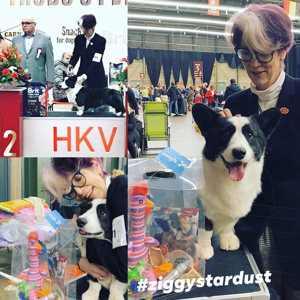 photo with HKV and toys 