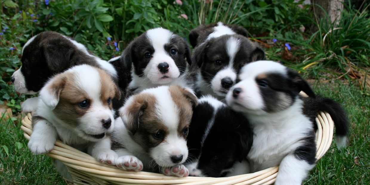 Cardigan Welsh Corgis Puppies sometimes for sale, available to the right home. 