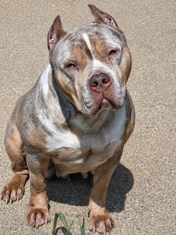 A grey and brown dog sitting on gravel.