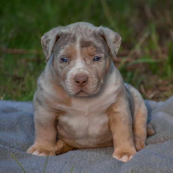 Adorable puppy sitting on a blanket outdoors.