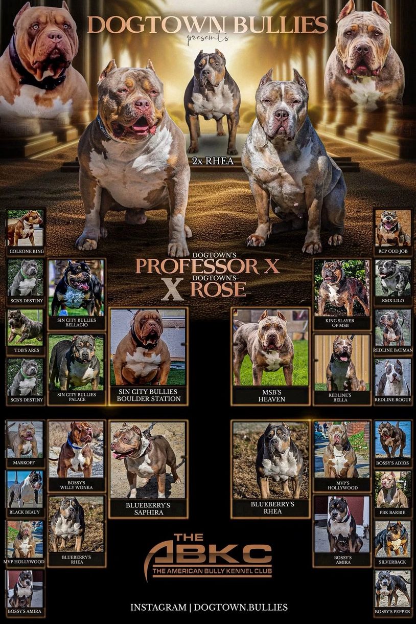 Dogtown Bullies breeding chart featuring Professor X and Rose.