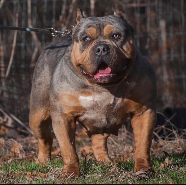 Muscular dog with blue eyes on a leash.
