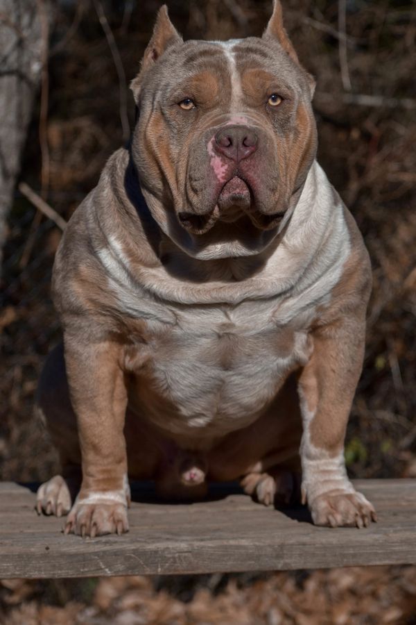 Stocky brown and white dog sitting on a wooden surface.