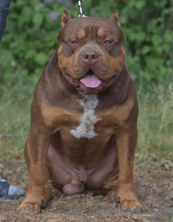 Muscular brown and tan dog sitting outdoors on grass.