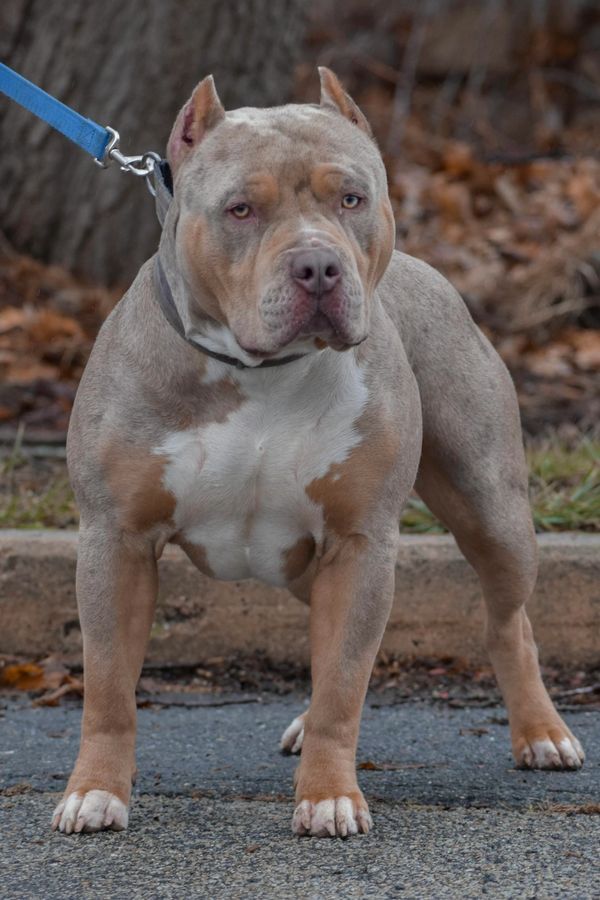 Stocky pit bull on a leash outdoors.
