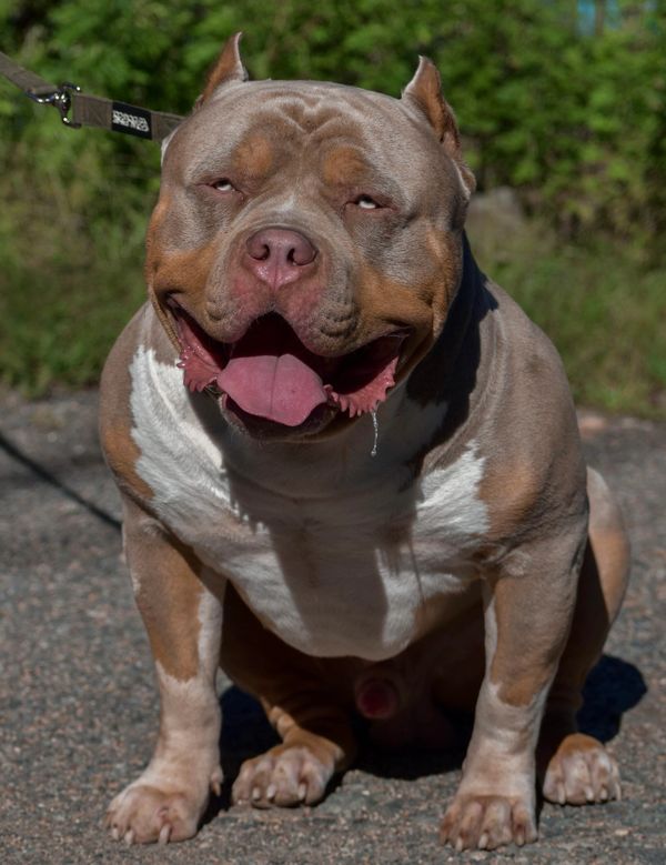 Muscular dog sitting with tongue out and leash attached.