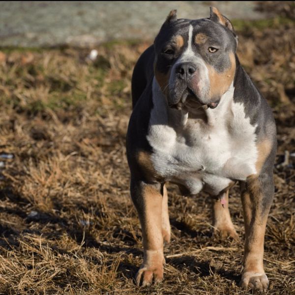 Muscular American Bully dog standing on dry grass.