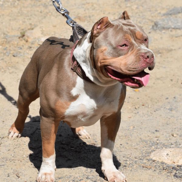 Muscular brown and white pit bull on a leash.