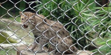  The fishing cat is the state animal of West Bengal, India.