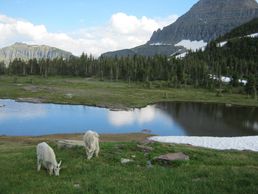 GNP
Glacier National Park
Mountain Goat