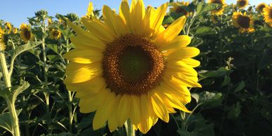 Sunflowers