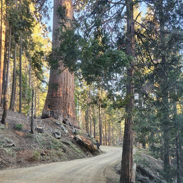 A winding dirt road through a forest of tall, sunlight-lit trees.