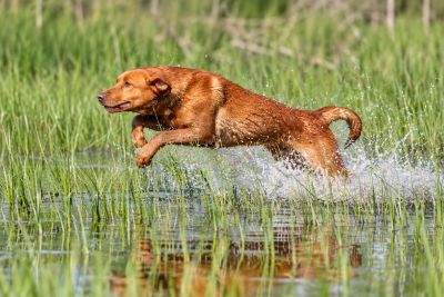 A dog joyfully jumps through a watery grass field.