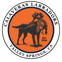 Calaveras Labradors