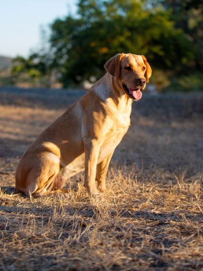 Golden Labrador sitting outdoors on dry grass.