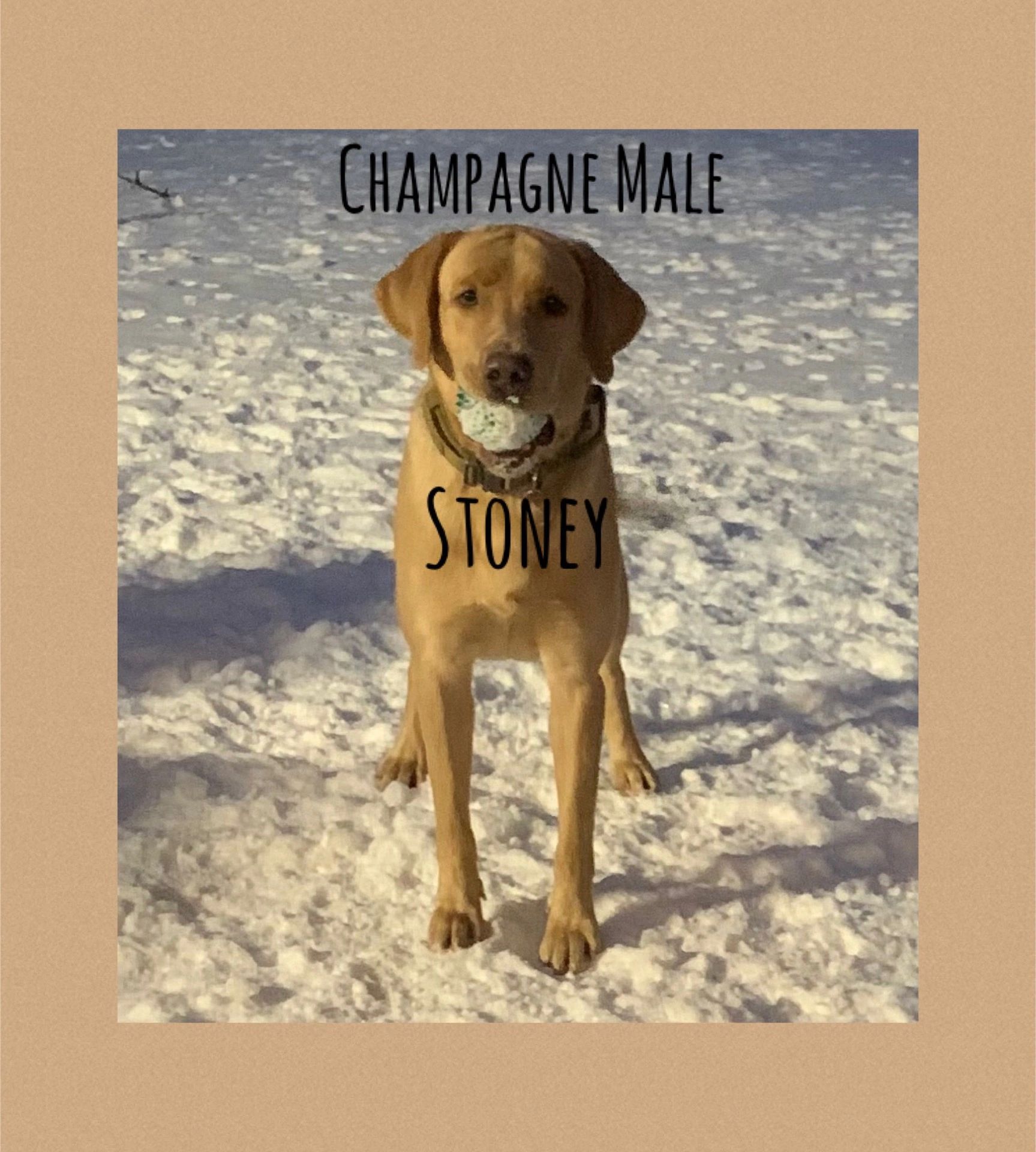 Stoner is a Champagne Male with a block head 
