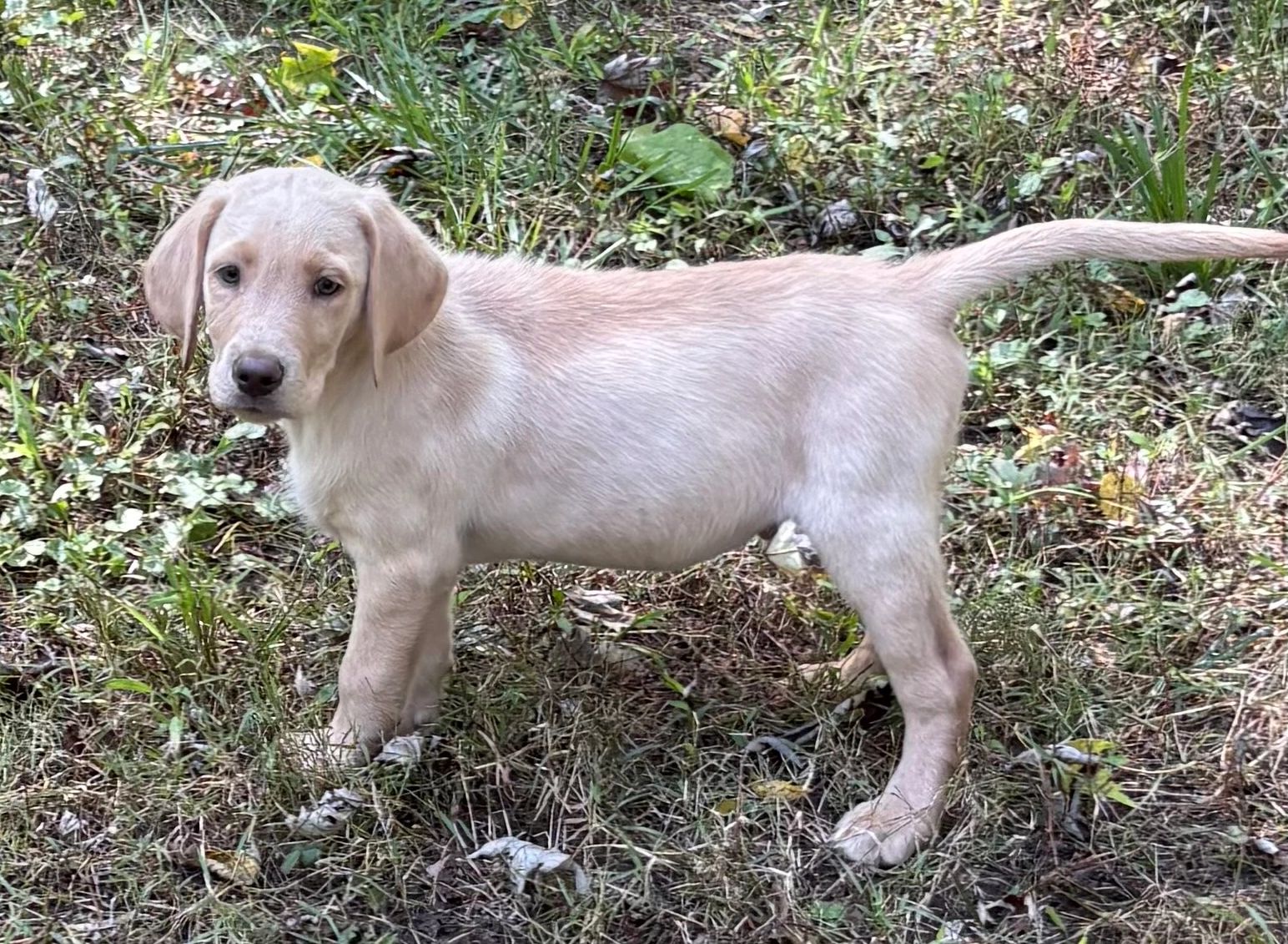 ROCKY is a Yellow Male Labrador Born July 12,2025 & is ready for his new forever home. Rocky has Had