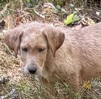 RYDER is a Red/Yellow Male Born on July 5,2025 & is ready for his new forever home. Ryder has had hi