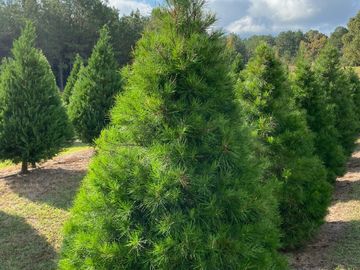 Pricing Hollis Christmas Tree Farm