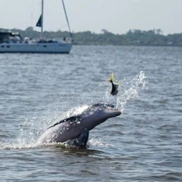 Dolphin, Daytona Beach