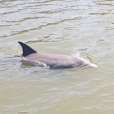 Dolphin, Daytona, Beach