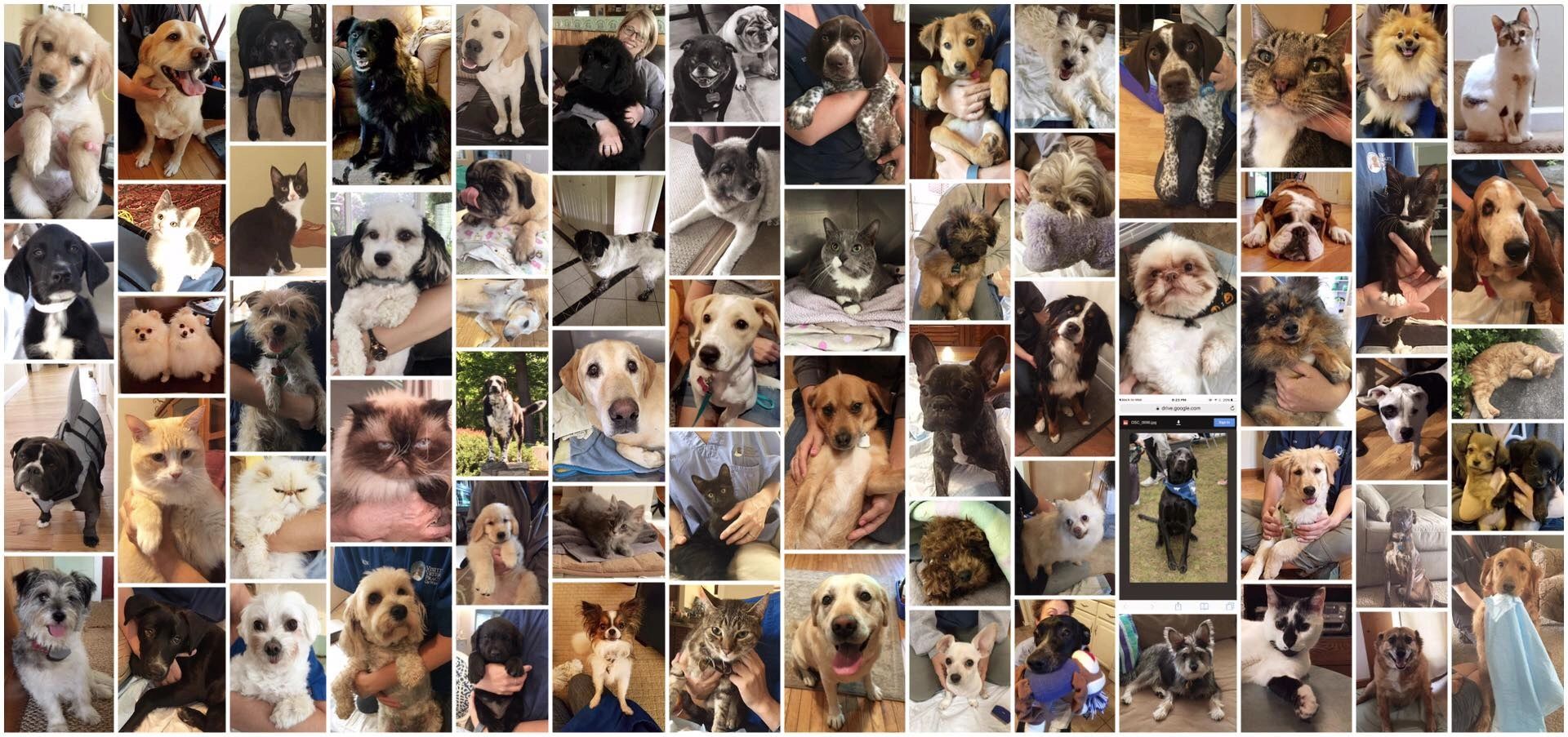 Visiting Veterinary logo