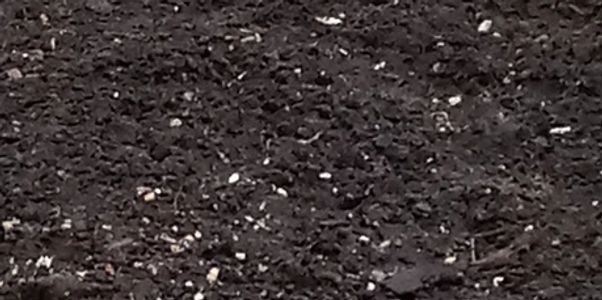 Rows of freshly planted seedlings with two people at the end planting