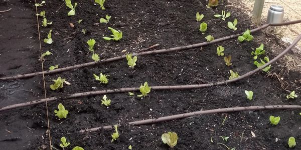 Row of freshly-planted seedlings 