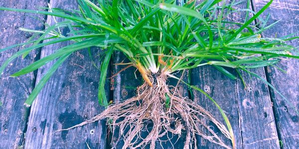 grass laid out on a table showcasing its root system