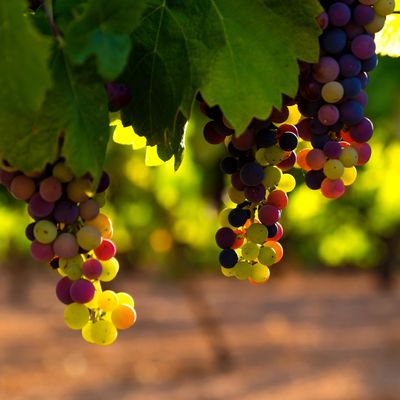 Grappoli di uva da vino appesi al ramo