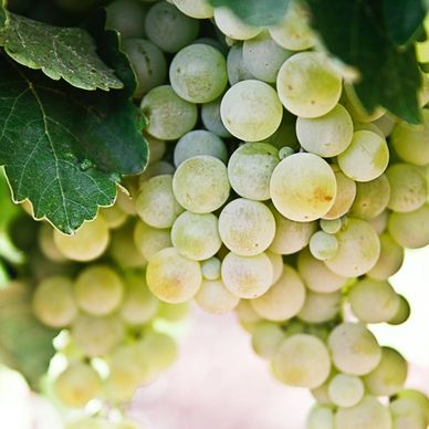 grappoli di uve da vino appese alla pinta tra le vigne