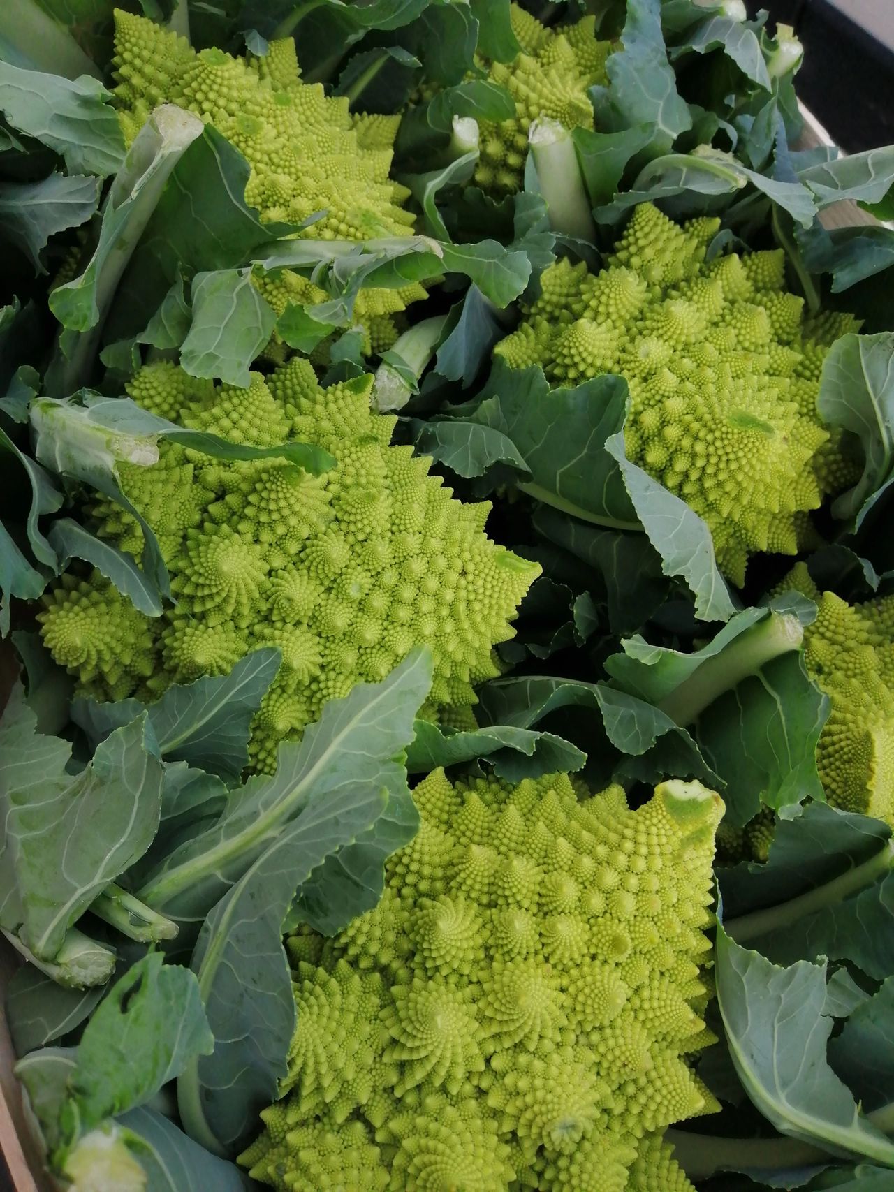 Tenerumi, la verdura tipica siciliana, image size:1280x1707