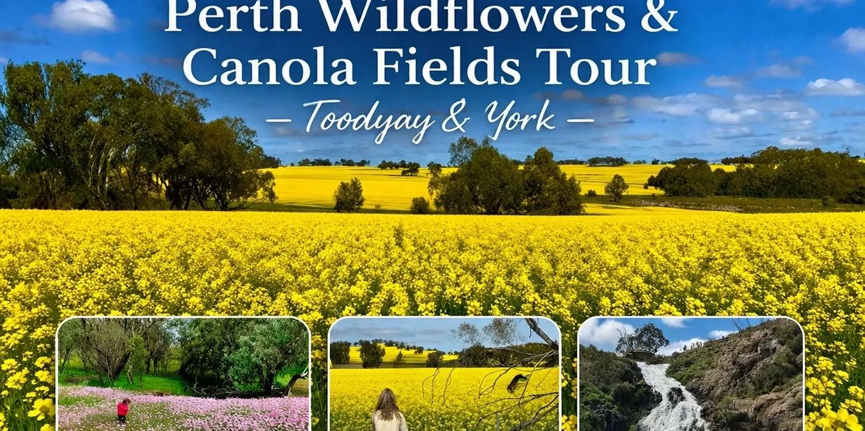Perth Wildfloer and Canola tour