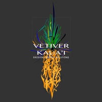 VeTiver Kauai