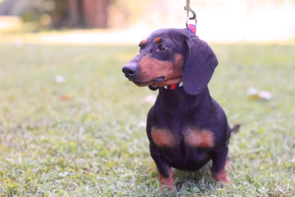 Our Males | Dixieland Dachshunds of Tennessee