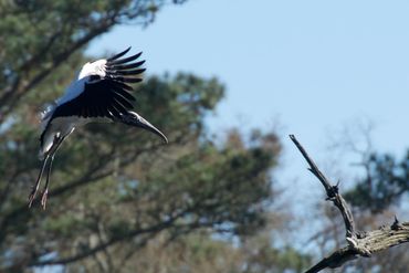 Wood stork about to land on a snag. Seabrook Island, SC.2023.