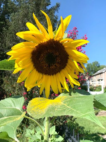 A large yellow sunflower fully opened. Yellow pollen spilled onto green leaves beliw the blossom.