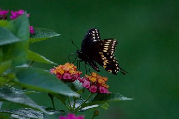 Black swallowtail butterfly has 2 rows of yellow spots when seen from beneath wings.