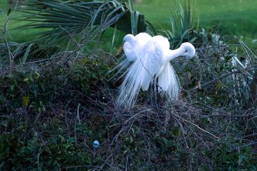 Great egrets on their nest adjacent to the big rookery. Below them is a single turquoise blue egg th