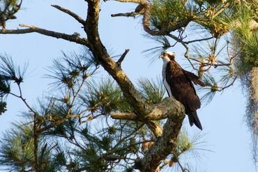 Osprey above its nest, SC USA