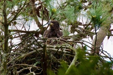 Bald eagle nestling SC, USA