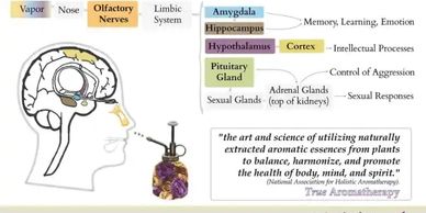 Chart showing physiological effects of true aromatherapy at natural therapies with Soo